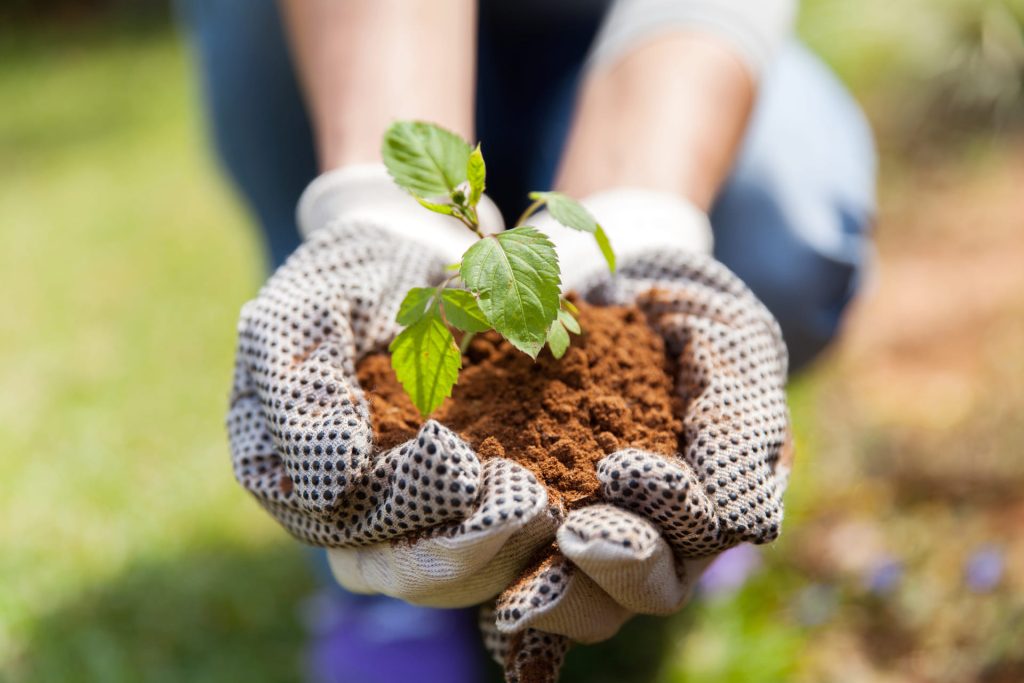 Hands holding seedling in soil